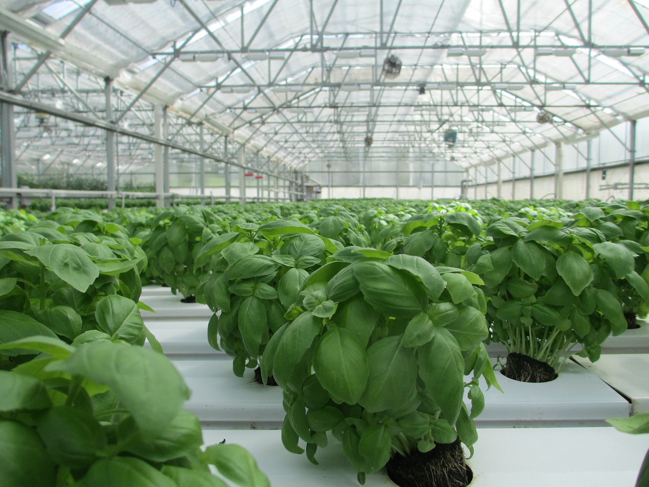 Image - basil greenhouse plant food