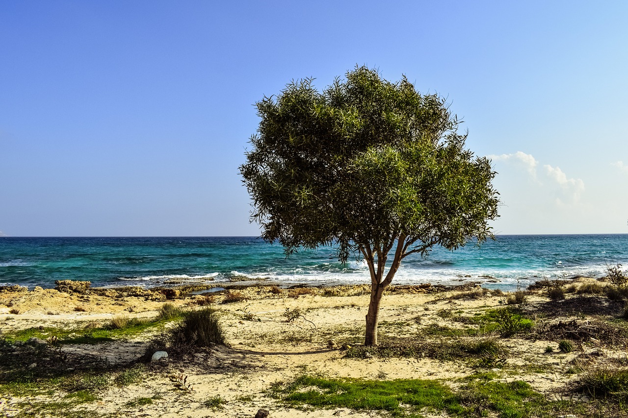 Image - tree beach sea scenery nature