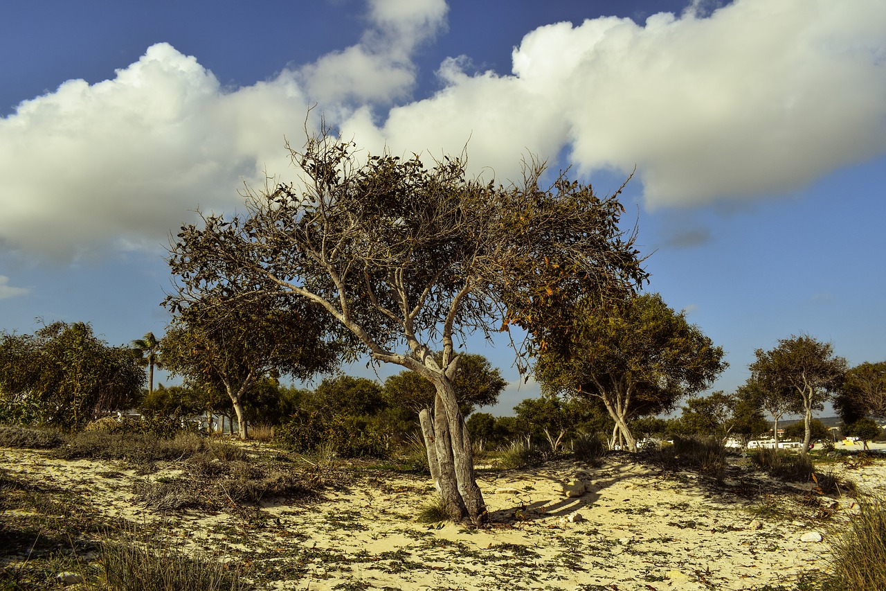 Image - tree coppice copse forest glade