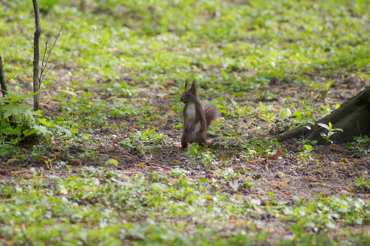 Image - squirrel little animal funny tree