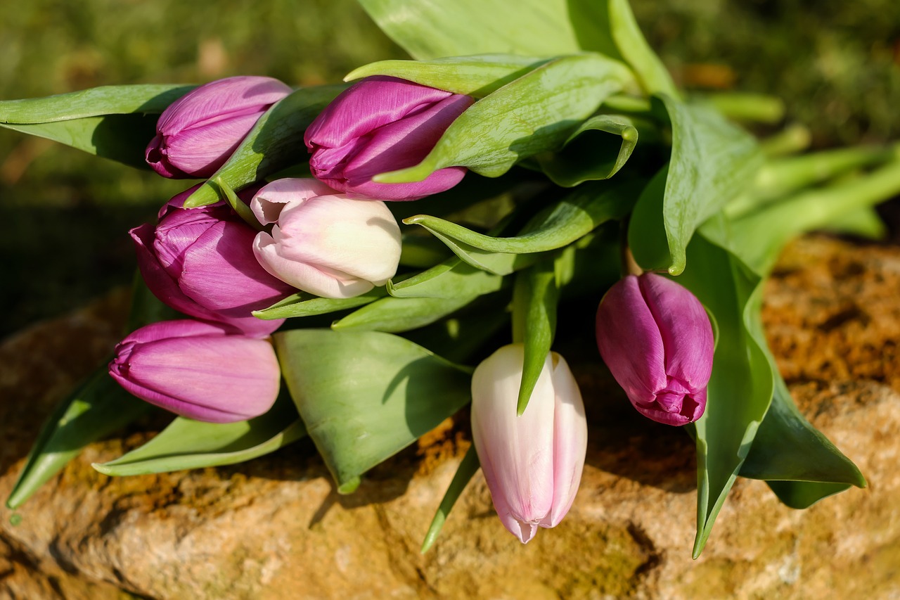 Image - tulips flowers spring bouquet