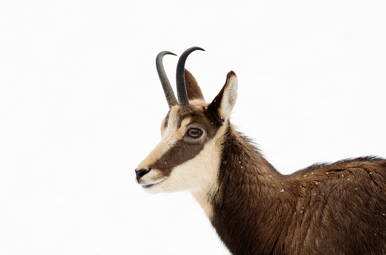 Image - chamois ungulate paarhufer snow