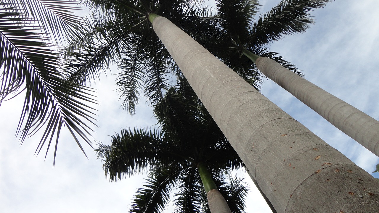 Image - coconut tree light ceu flying