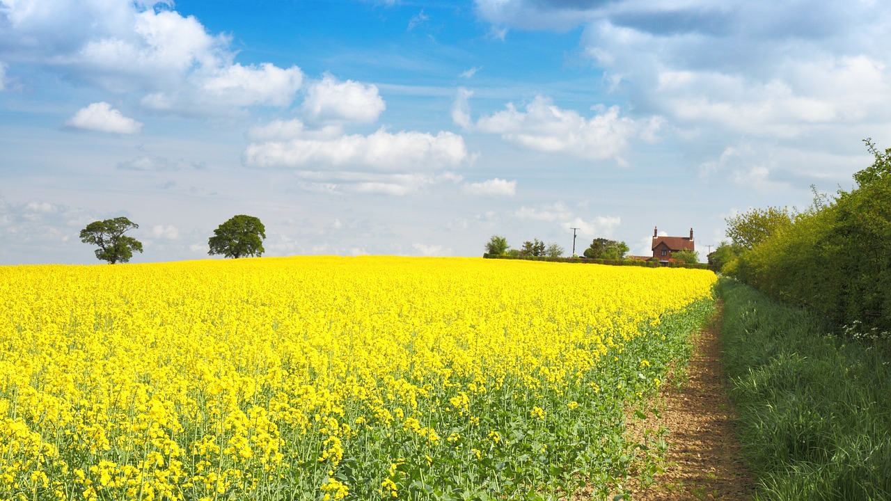 Image - agriculture background bloom