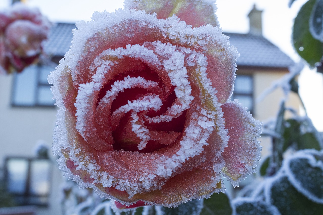 Image - rose frost cold petal red pink