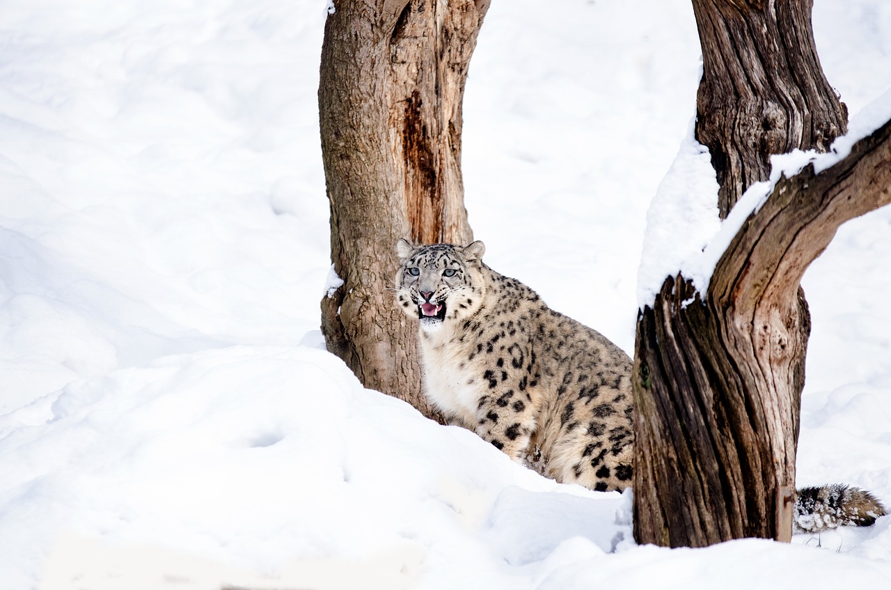 Image - snow leopard cat big cat wildcat