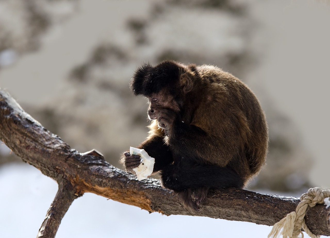 Image - capuchin monkey capuchins primate