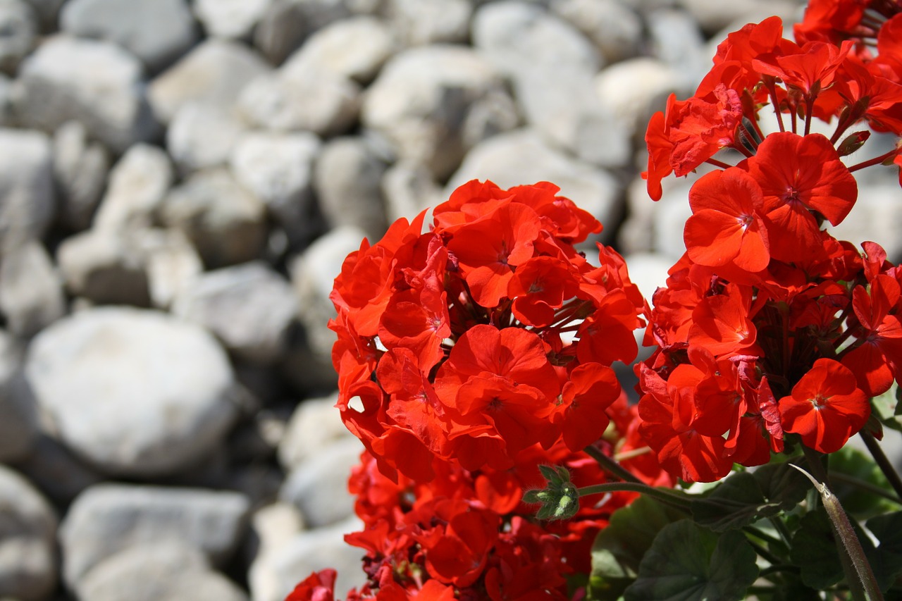 Image - red flower stones pelargonium