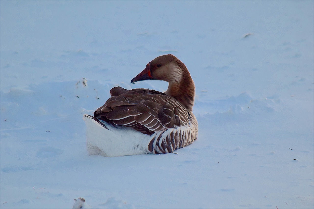 Image - goose brown snow pretty fluffy