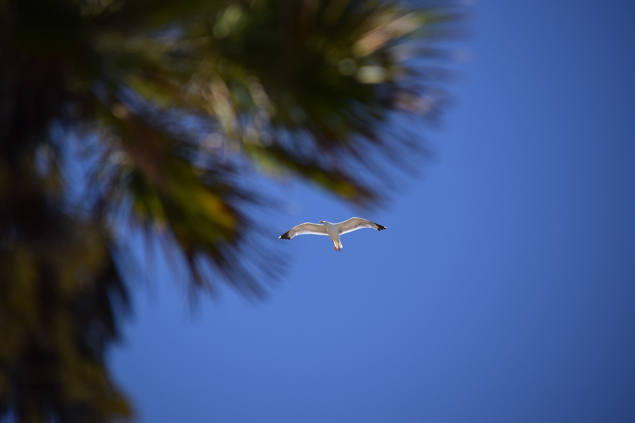 Image - seagull palm bird sky blue green