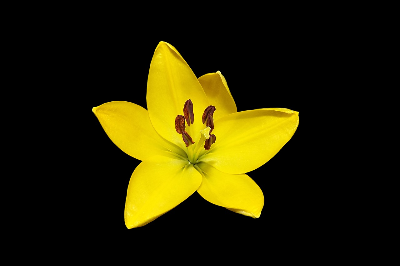 Image - flower blossom bloom lily yellow