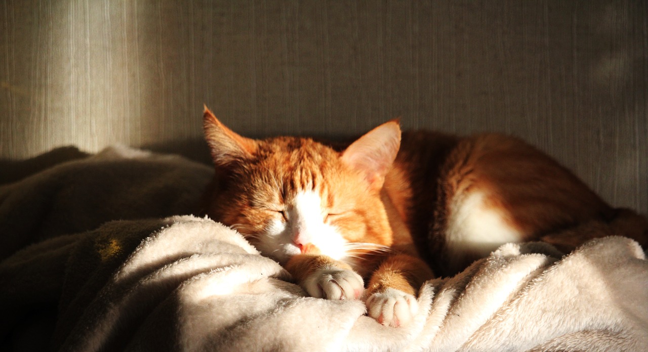 Image - cat sleeps nicely closeup housecat
