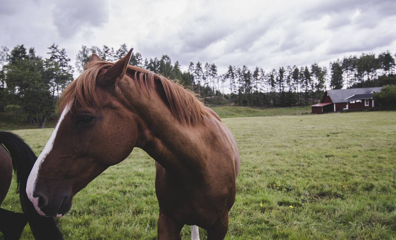 Image - horse nature summer horses bed