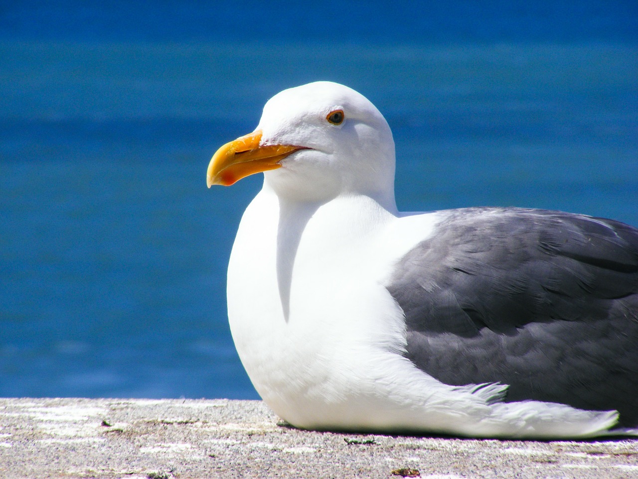 Image - seagull bird feather water ocean