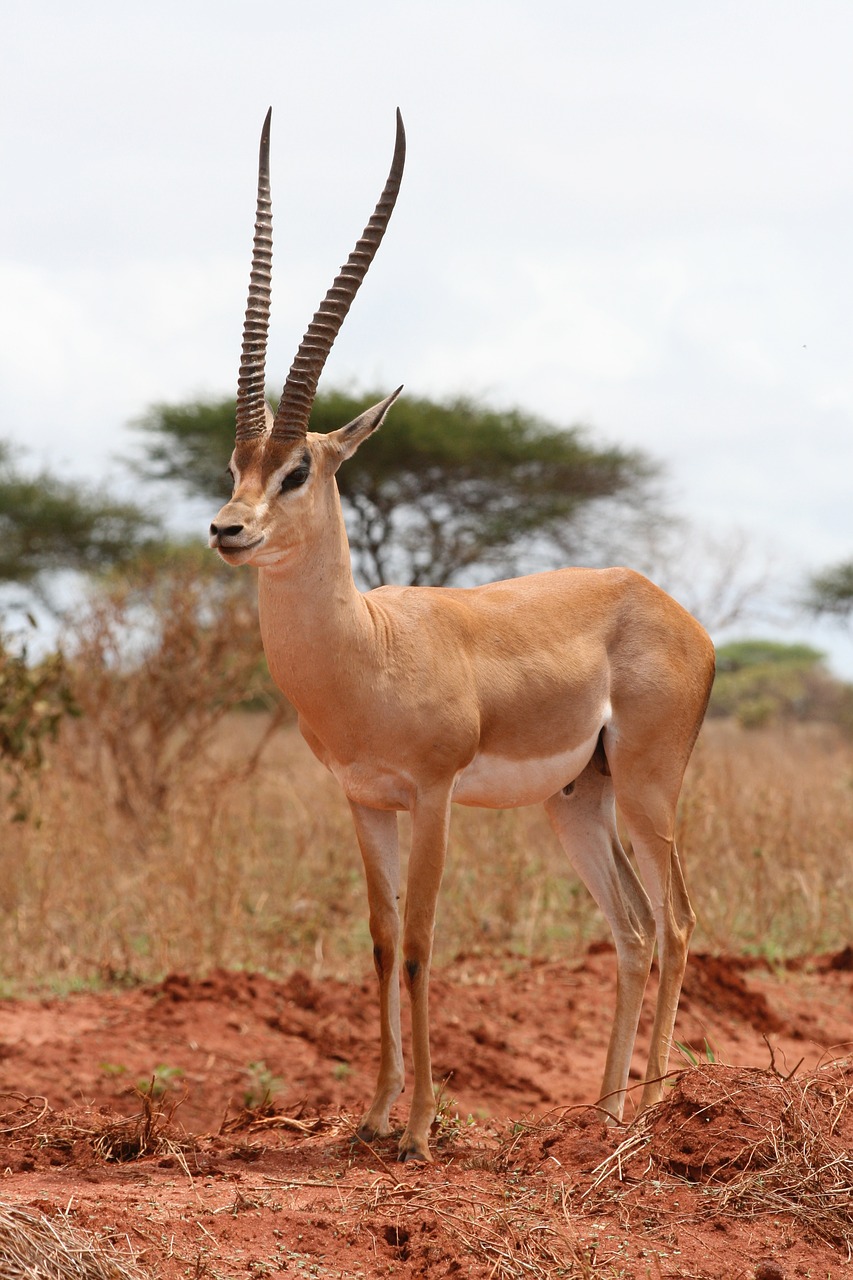 Image - gazelle kenya safari africa