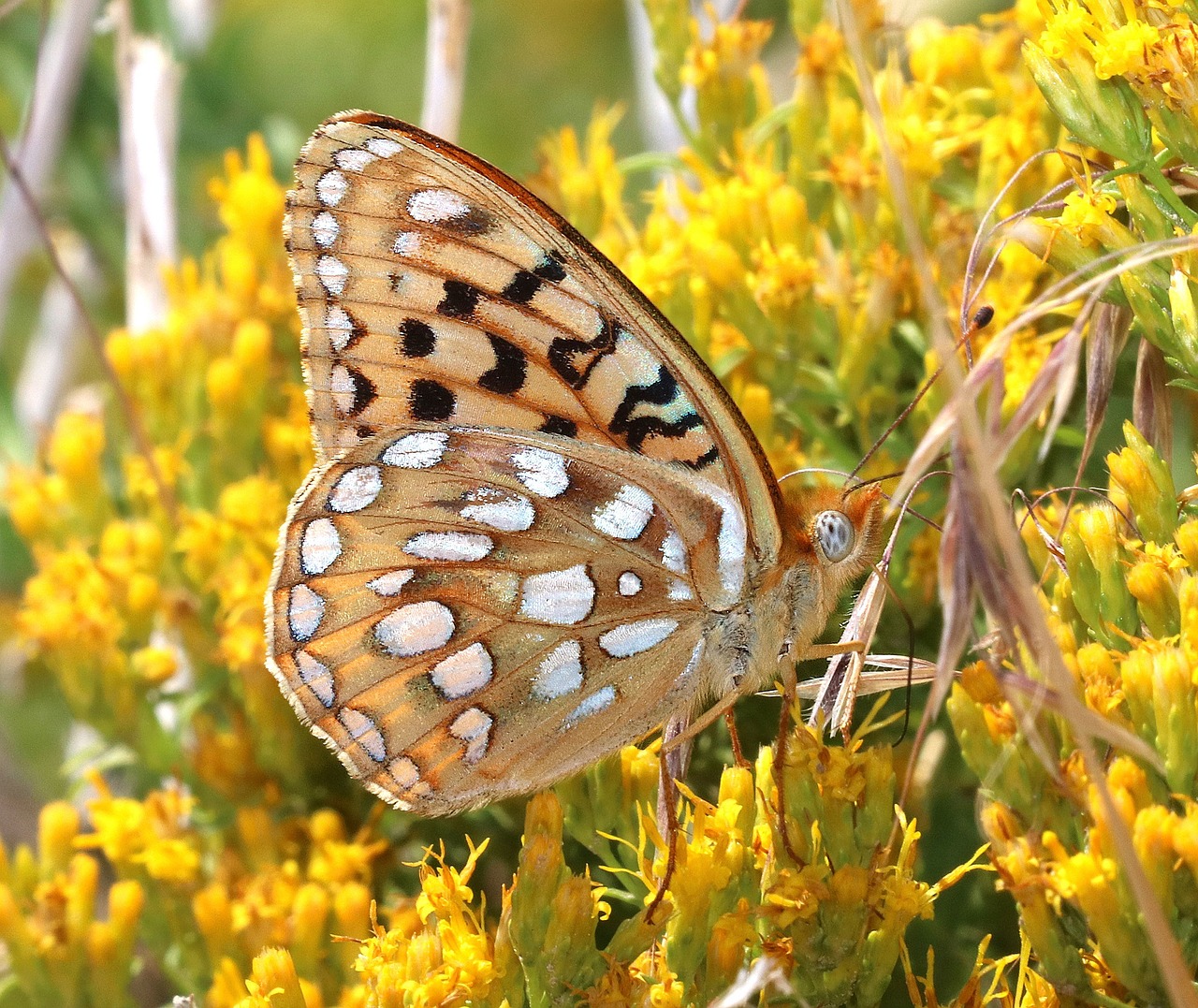 Image - fritillary butterfly plant insect