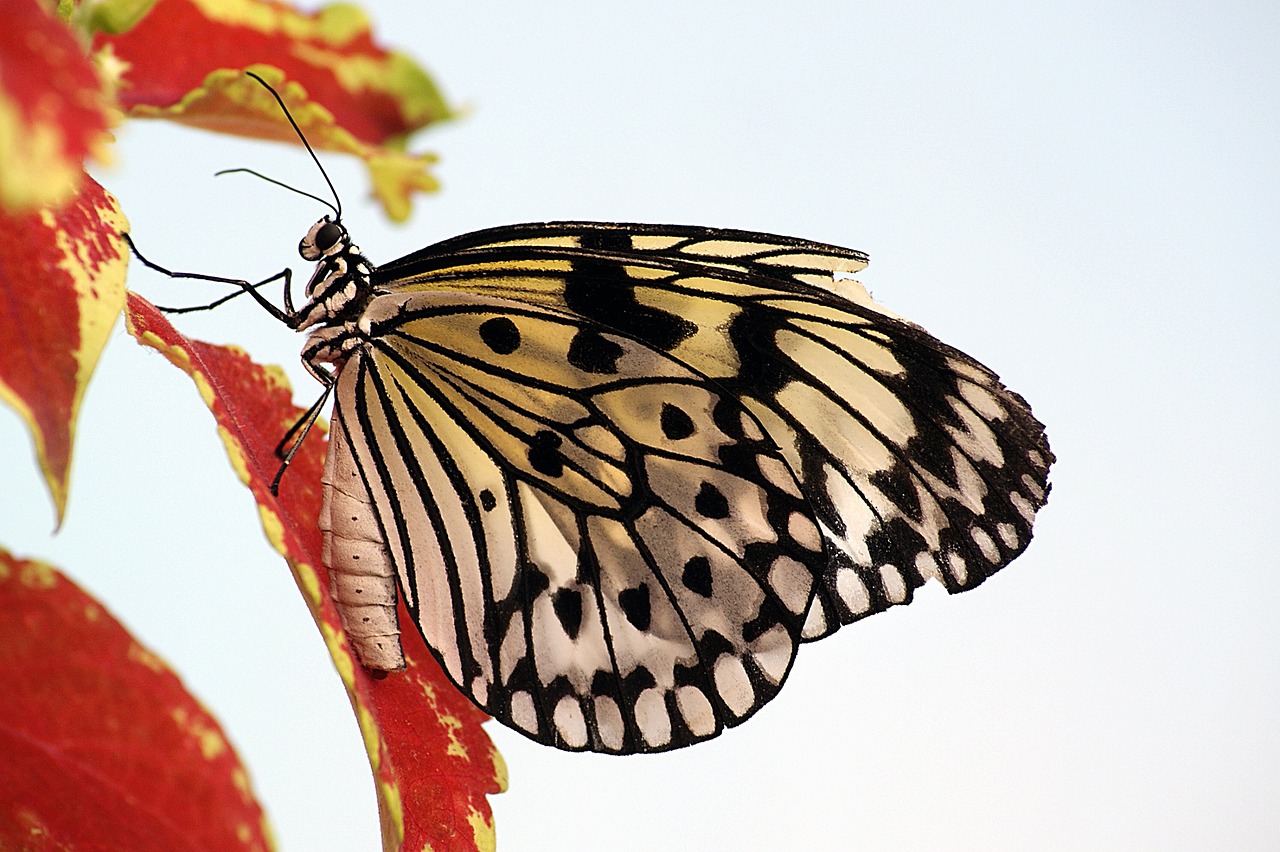 Image - butterfly paper kite macro insect