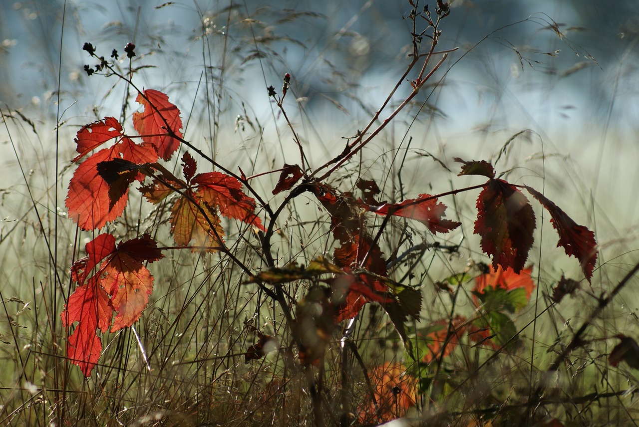 Image - autumn tree smaller tree nature