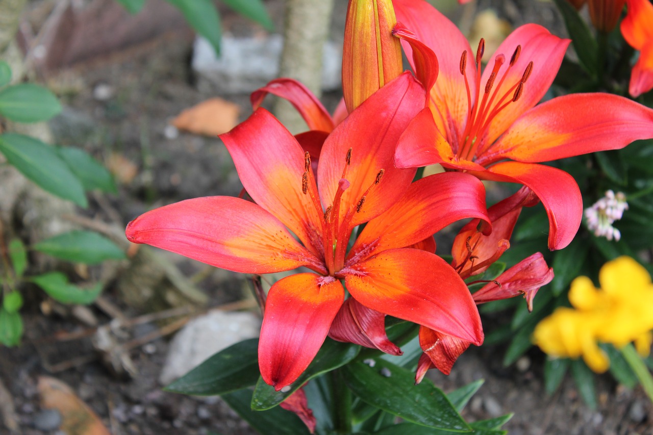 Image - lily flower orange garden flora