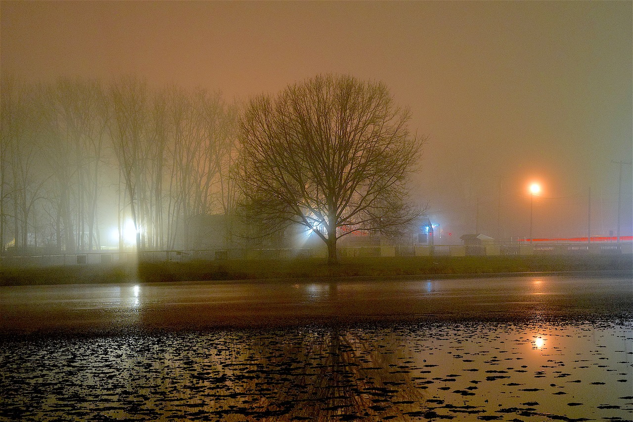 Image - fog night tree light shadow