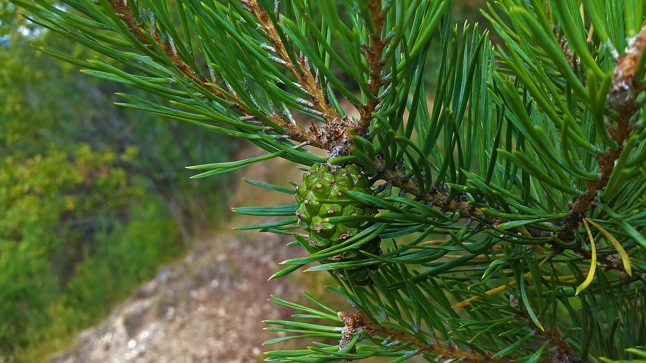 Image - pine cones pine needles tap tree