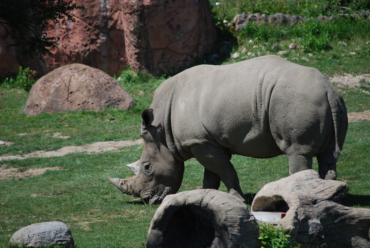 Image - zoo rhino rhinoceros horn animal
