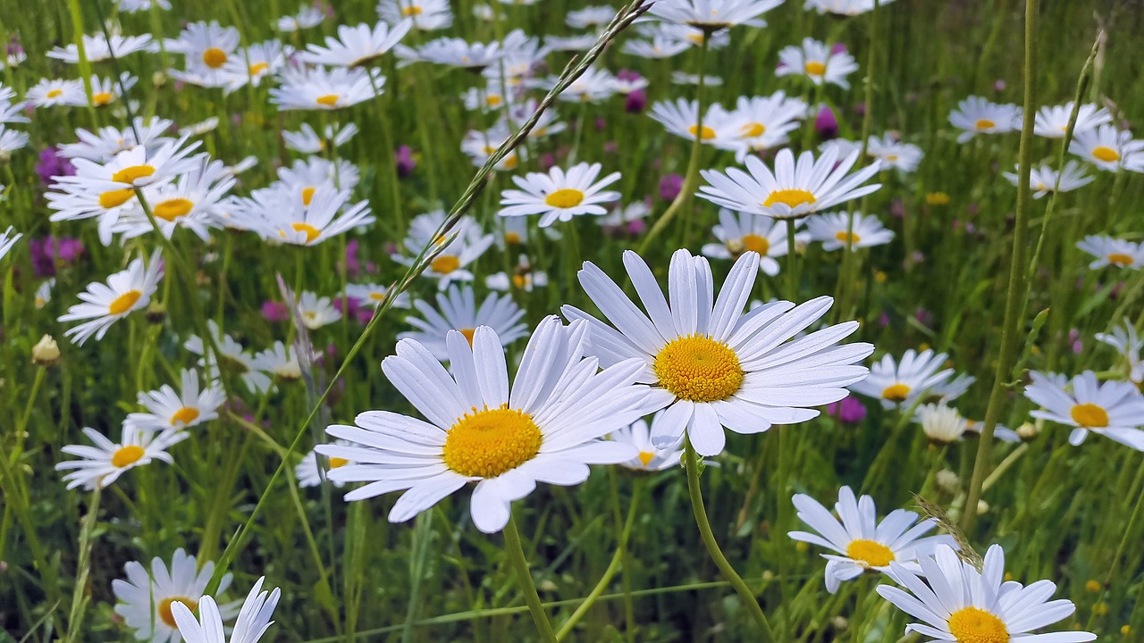 Image - daisies meadow meadow margerite