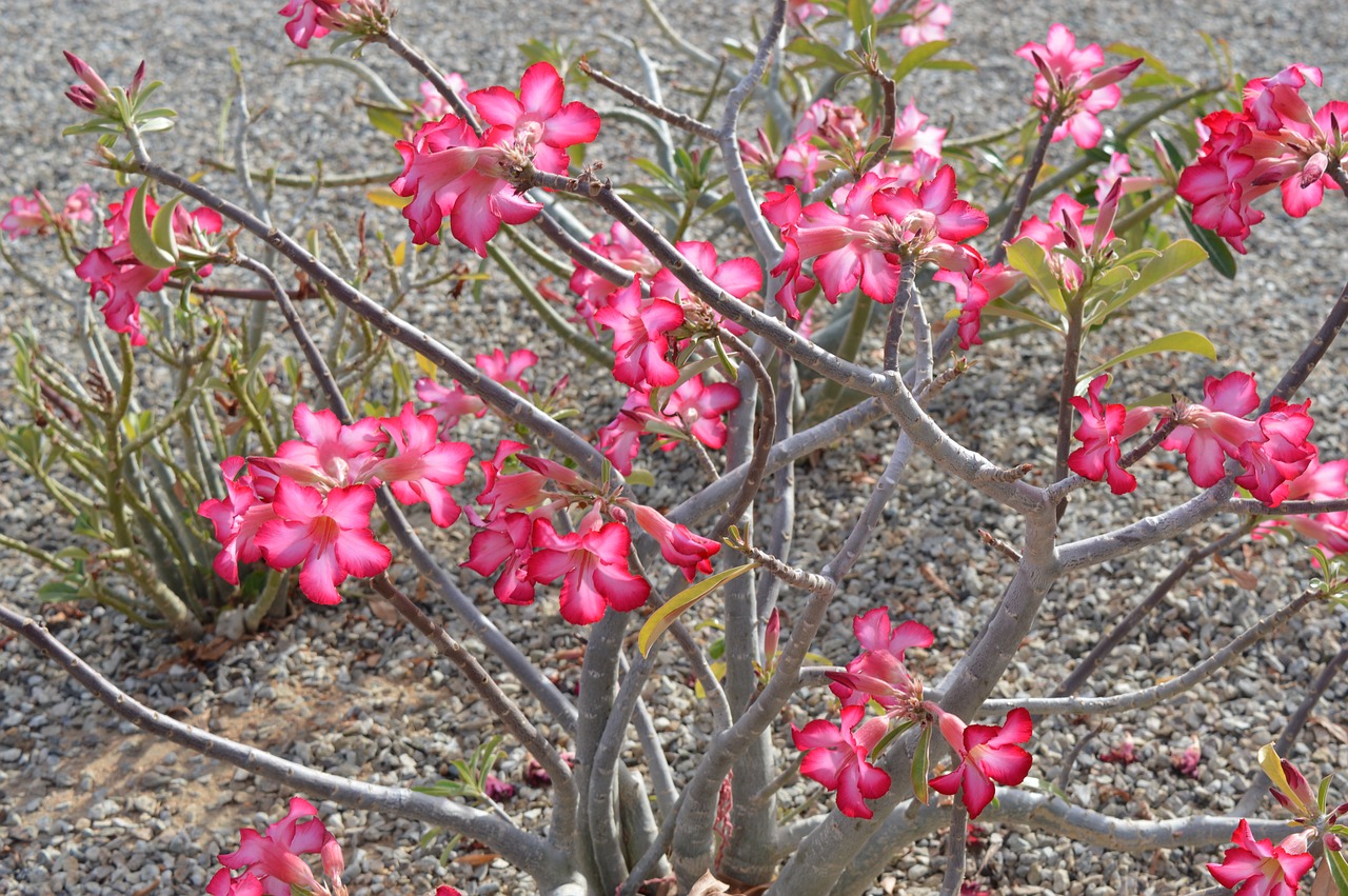 Image - desert bloom pink flora blossoms