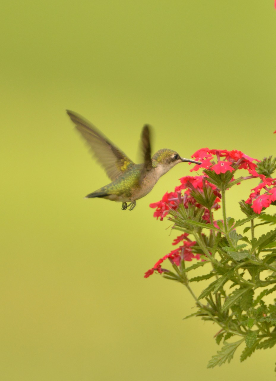 Image - hummingbird bird fly flower