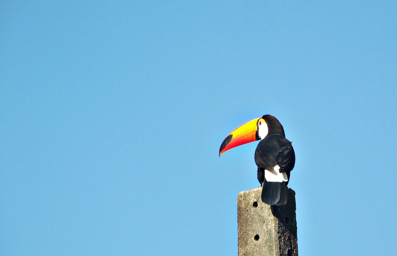 Image - felipe bueno tucano bird fauna