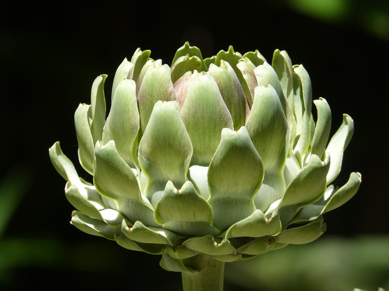 Image - artichoke vegetable green plant