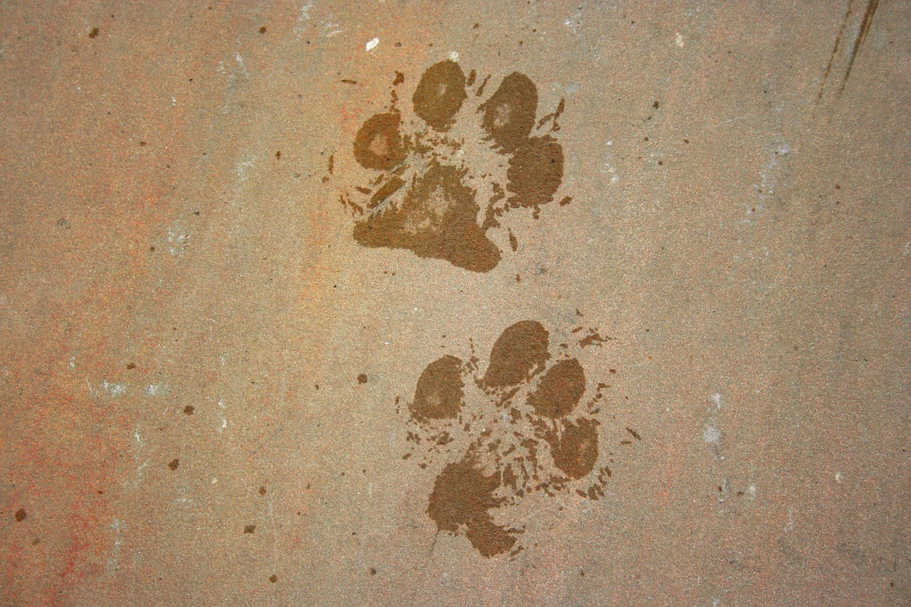 Image - animal background dog foot