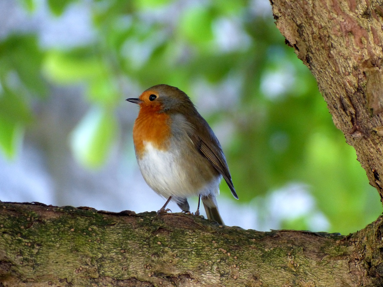 Image - bird robin nature foraging close