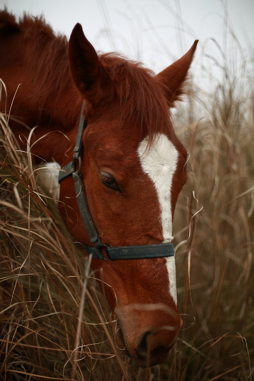 Image - horse hay autumn