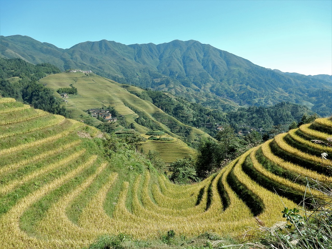 Image - longji rice terraces rice fields