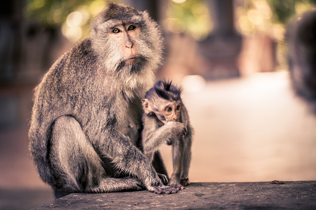 Image - ape ubud bali monkey nut indonesia