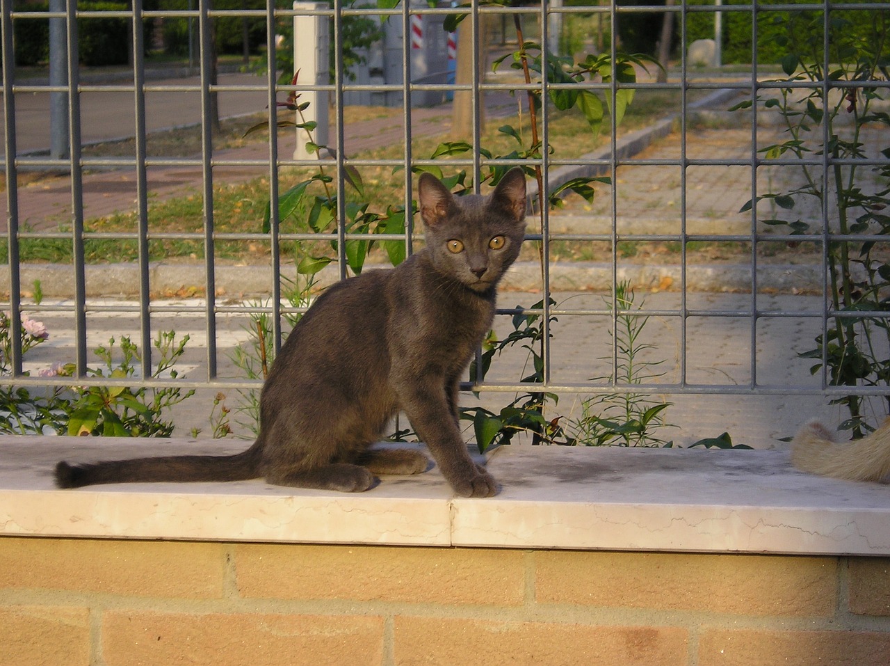 Image - kitten gray cat cat slender