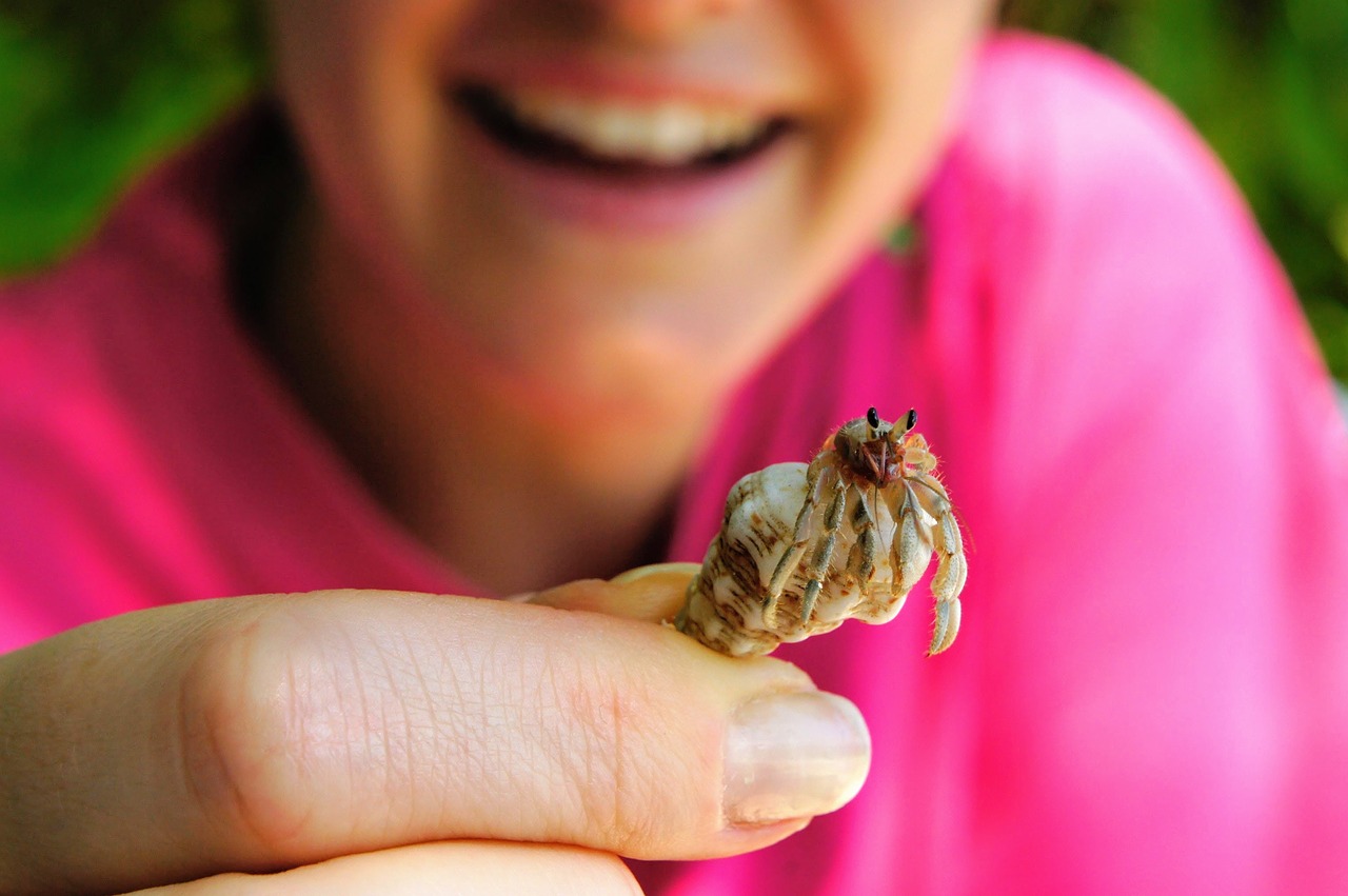 Image - cancer shell beach crab