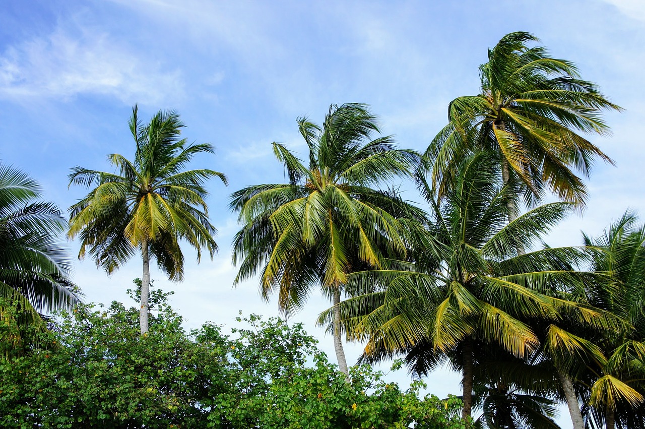 Image - palm trees blue sky sky green