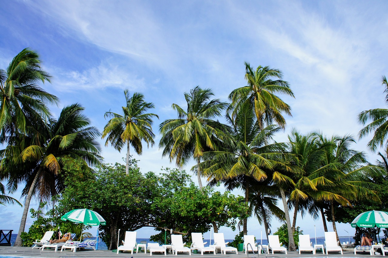 Image - palm trees blue sky sky green