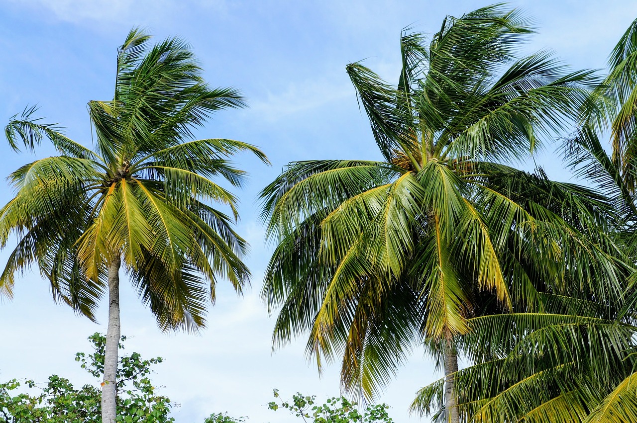 Image - palm trees blue sky sky green