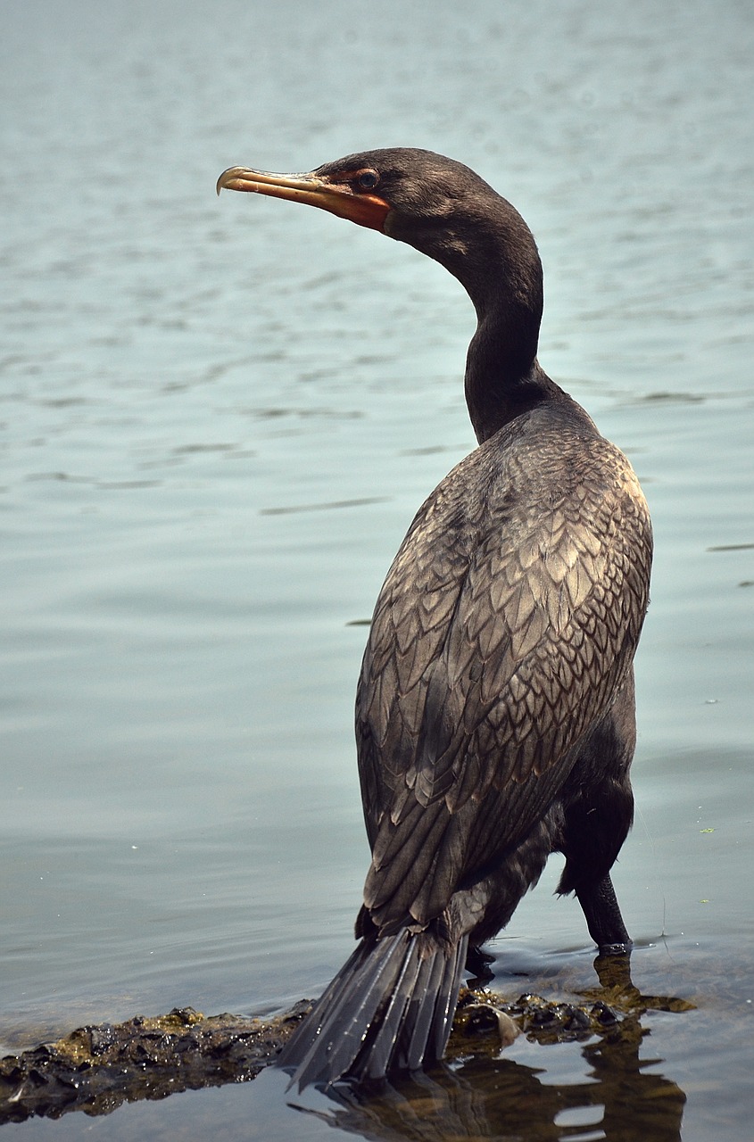 Image - cormorant bird wildlife animal