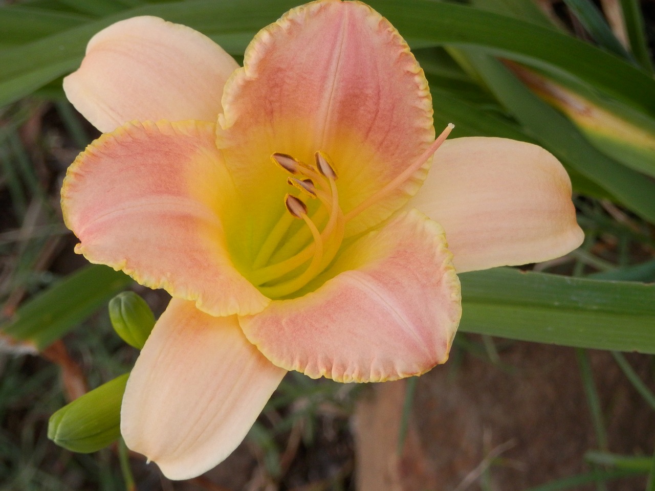 Image - pretty peach lily