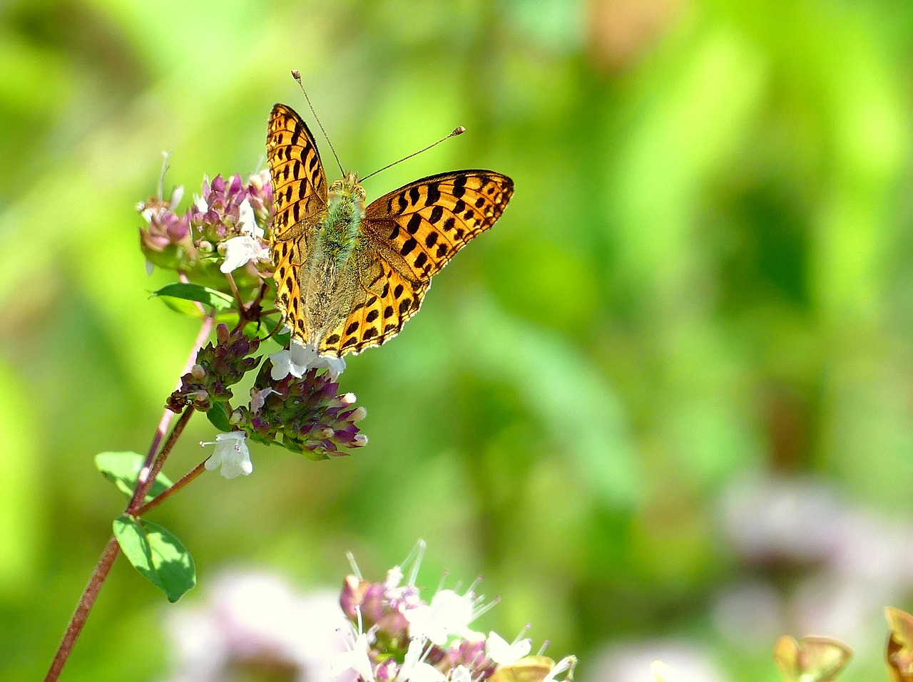 Image - butterfly summer garden animal sun