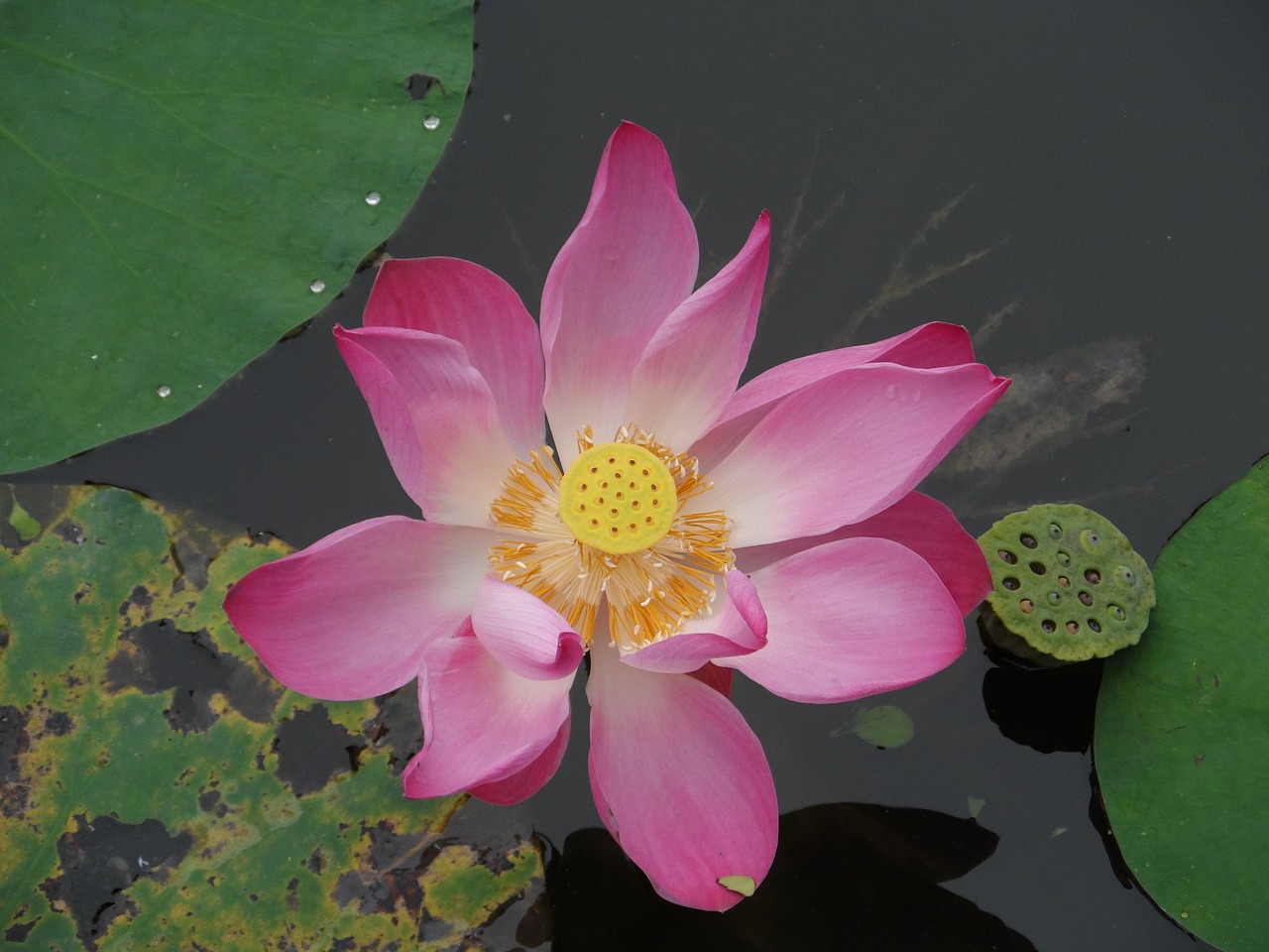 Image - lotus blossom flower aquatic plant