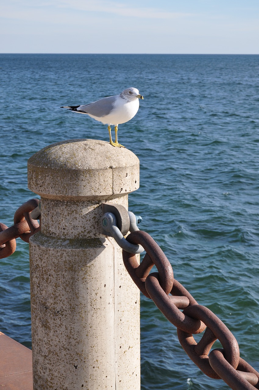 Image - seagull waterfront bird waterbird