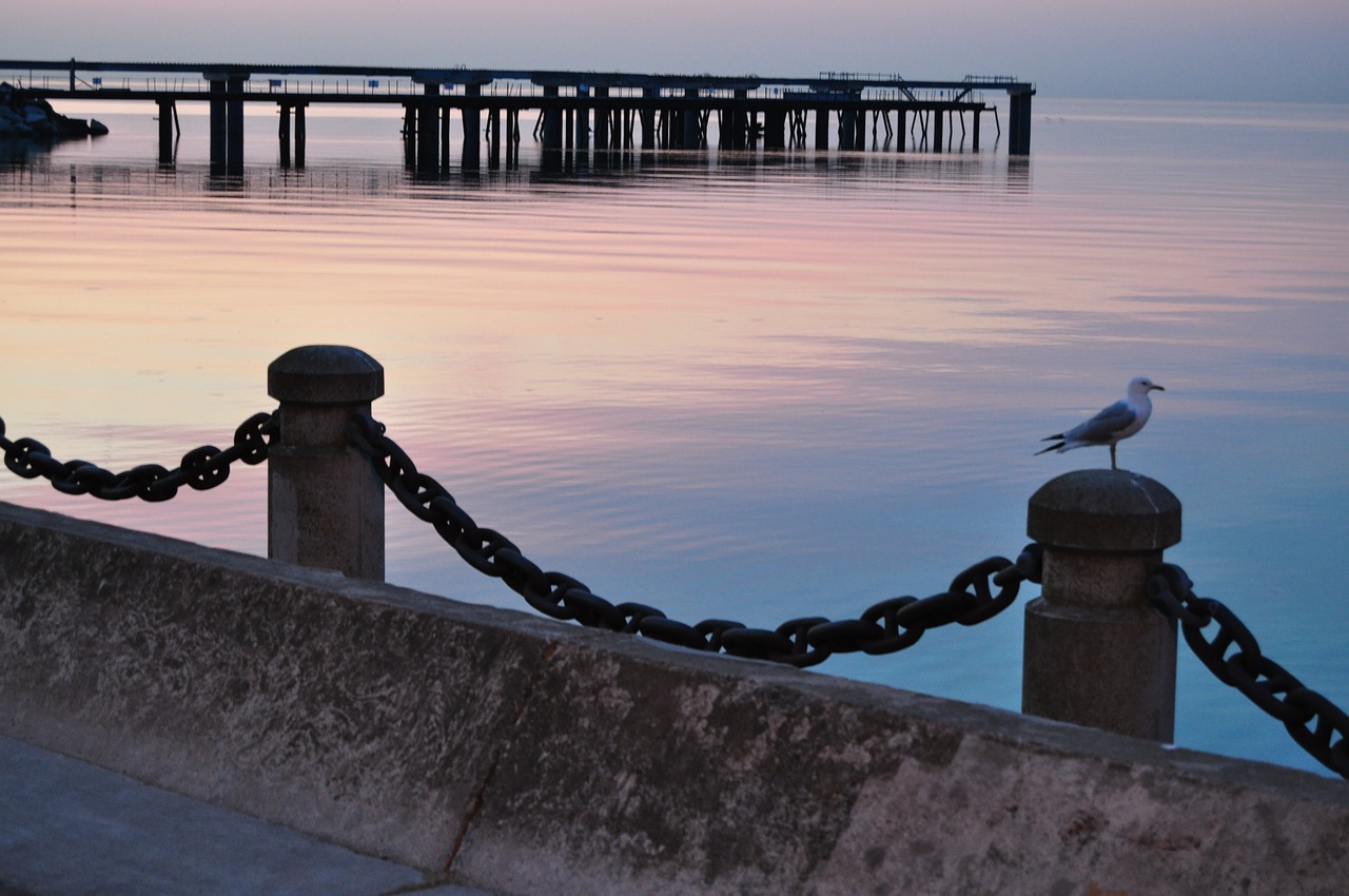 Image - waterfront pier seagull gull
