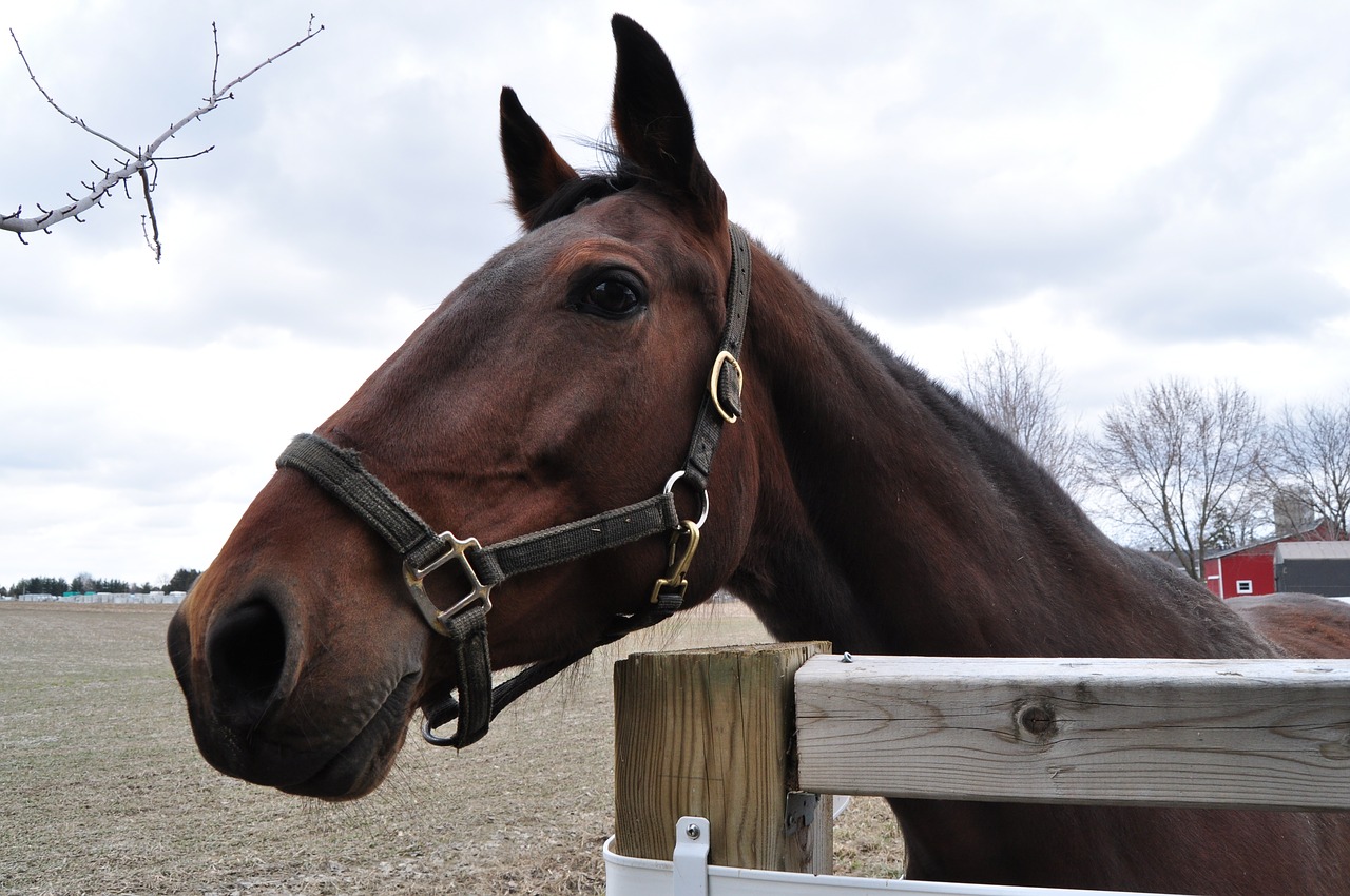 Image - horse fence farm nature animal