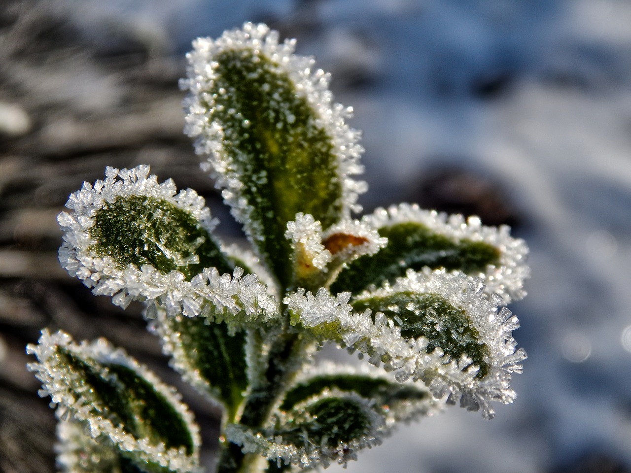 Image - winter nature snow plant macro