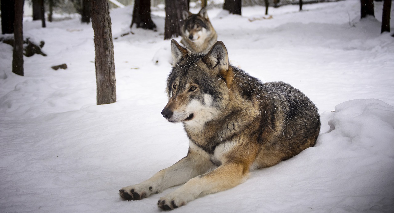 Image - wolves snow predators wolf winter